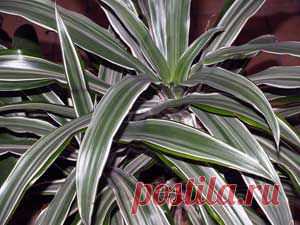 Dracaena. Драцена - уход в домашних условиях, размножение, фото, виды: Драцена Сандера, окаймленная, душистая, деремская - Флорист-Х