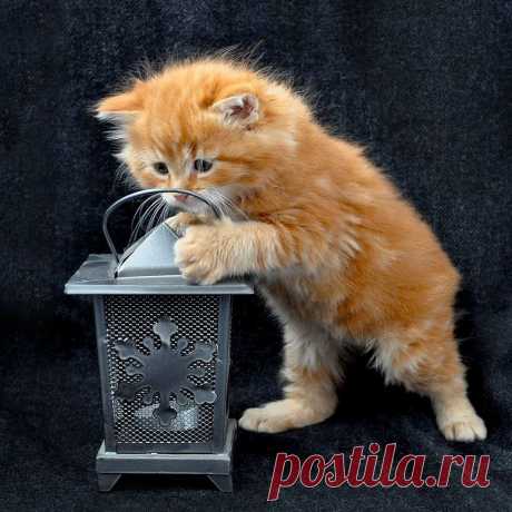 Фотографии кошек, которые достойны восхищения! | Дай лапку