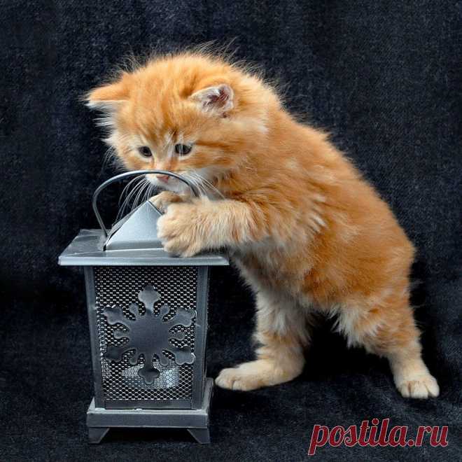 Фотографии кошек, которые достойны восхищения! | Дай лапку