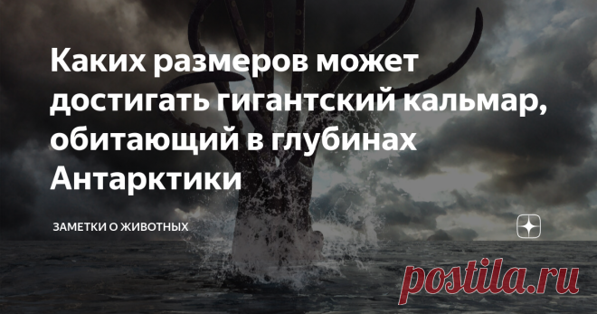 Каких размеров может достигать гигантский кальмар, обитающий в глубинах Антарктики В 2007 году у западного побережья Антарктиды группа новозеландских рыбаков выловила антарктического гигантского кальмара. Он оказался настолько огромным, что это событие не осталось без внимания ученых. Нужно отметить, что среди глубоководных кальмаров самыми крупными являются только два вида головоногих моллюсков: антарктический гигантский кальмар и атлантический гигантский кальмар, который...