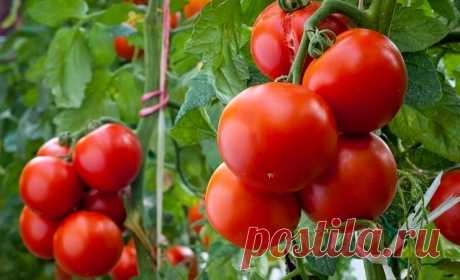 Секреты супер урожаев томатов