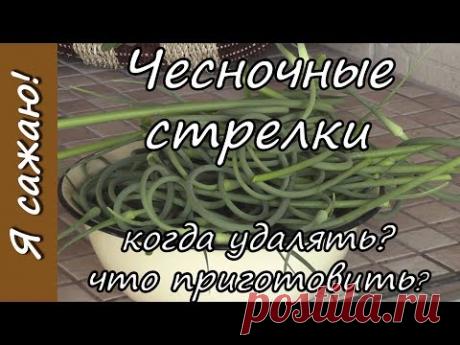 ЧЕСНОЧНЫЕ стрелки.: Группа Практикум садовода и огородника