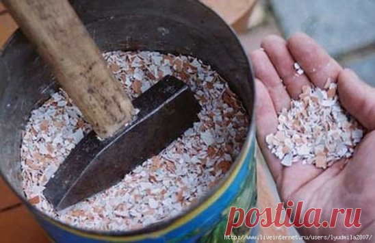 ИСПОЛЬЗУЕМ ЯИЧНУЮ СКОРЛУПУ НА ДАЧЕ И ДОМА
Сохраните, чтобы не потерять!
Скорлупу можно использовать на огороде в измельченном виде или в виде настоя. Чем мельче кусочки яичной скорлупы, тем легче вещества из нее усваиваются растениями. Поэтому собранный материал в большинстве случаев рекомендуется превращать в порошок, пропуская через мясорубку, размалывая кофемолкой или дробя молотком.
Затем этот порошок добавляют в лунку для раскисления почвы и питания растений. Норма внесения скорлупы - до