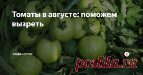 Томаты в августе: поможем вызреть Как влияют колебания температуры и влажности на дозревание томата?
При снижении температуры воздуха до 7˚С и ниже плоды томата теряют способность к дозреванию. В средней полосе России такая температура наблюдается уже в первой декаде августа, особенно в ночное время. При этом возрастает опасность заболевания фитофторозом. Резкие колебания влажности почвы приводят к гибели бутонов, цветков и завязе