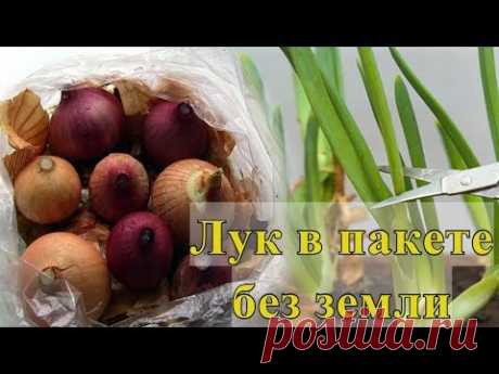 Как вырастить лук на зелень в пакете без земли