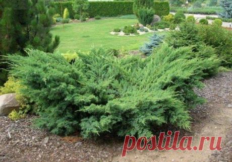 САМОВЫВОЗ!!! Хвойники - Можжевельник чешуйчатый Блю Свид ЗКС