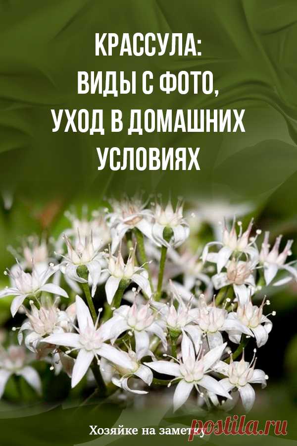 Крассула: виды с фото, уход в домашних условиях