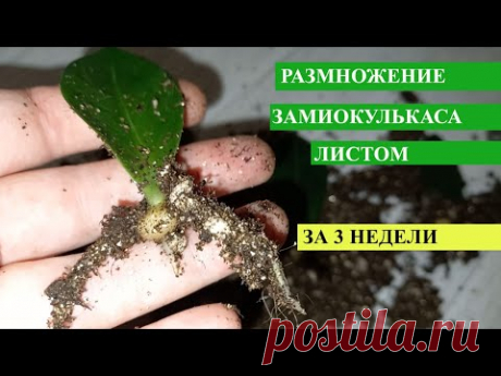 Размножение замиокулькаса листом, корни появляются уже через 3 недели благодаря стимулятору