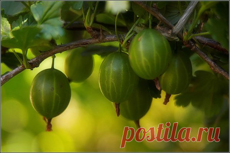 Маслинки из крыжовника.