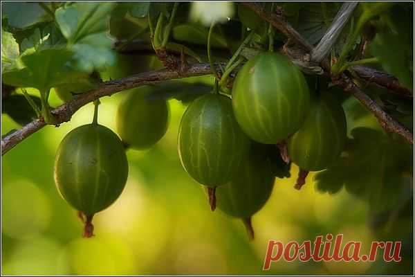 Маслинки из крыжовника.