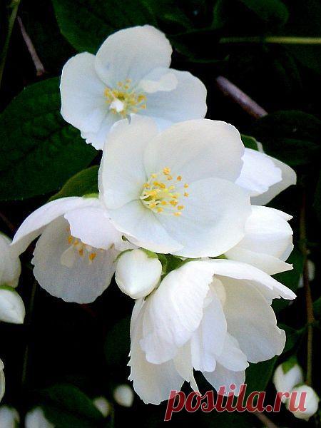 Фото Чубушник. Альбом Цветущие деревья,кустарники - 50 фото. Фотографии *GA* *LA*.