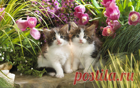 Коты.