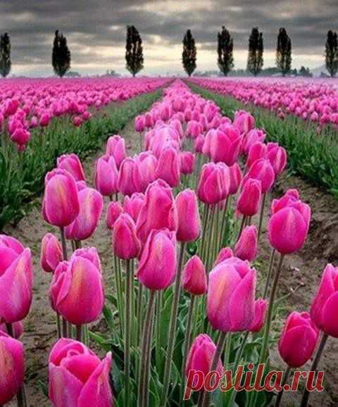 Tulip fields, Skagit Valley, Washington