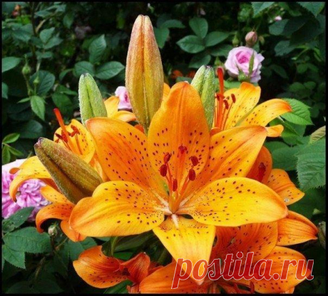 &#127800;10 СОВЕТОВ ПО УХОДУ ЗА ЛИЛИЯМИ&#127800;
