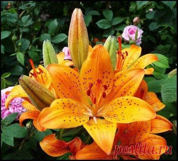 🌸10 СОВЕТОВ ПО УХОДУ ЗА ЛИЛИЯМИ🌸
