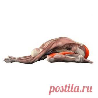 Упражнения, которые дают максимальный оздоровительный и омолаживающий эффект Упражнения для активного долголетияМышечную энергию своей волей мы можем направить как на пользу здоровья, так и во вред. Работа или тренировка до изнеможения, подъем чрезмерных тяжестей, деструктивны...