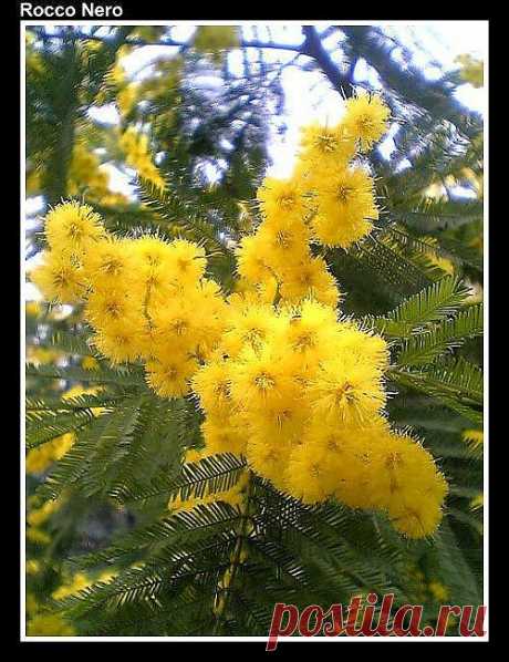 Flower Mimoza-Boka bay