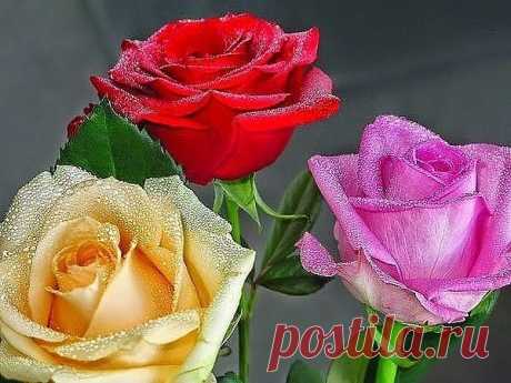 РОЗЫ. ~ Плэйкасты ~ Beesona.Ru