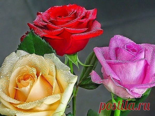РОЗЫ. ~ Плэйкасты ~ Beesona.Ru
