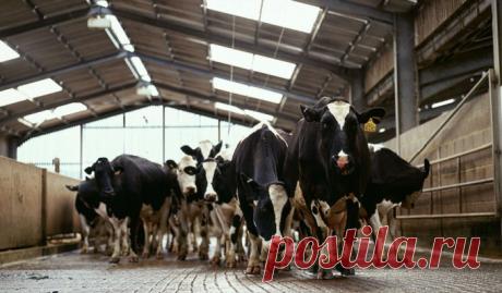 Молочные реки с лейкозными берегами В России каждая третья корова больна лейкозом, а, следовательно, практически каждая третья бутылка молока, произведенная из отечественного сырья, сделана с использованием лейкозного молока. Но что значит «лейкозное молоко»? Опасно ли это для человека, тем более для детей?