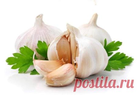 5 самых лучших природных антибиотиков