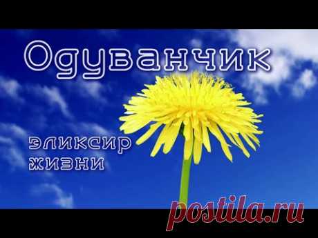 ОДУВАНЧИК - ЭЛИКСИР ЖИЗНИ!
