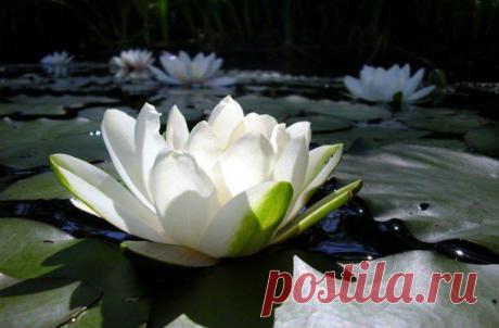 1430291492_redkie-cvety-1.jpg (Изображение JPEG, 610 × 400 пикселов)