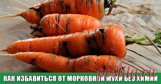 Как избавиться от морковной мухи без химии 
 Ее длинна — всего 4-5 миллиметра. У нее черное брюшко, красная голова и желтые лапки. Она летает с помощью широких прозрачных зеленоватых крыльев. Она — морковная муха — маленький, но злостный вредитель моркови, пастернака, сельдерея и петрушки. За один дачный сезон наши грядки с морковью атакуют два поколения этого вредного насекомого. Сегодня пришло время узнать морковную муху «в лицо», определить сроки ее вылета и характер по...