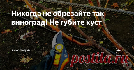 Никогда не обрезайте так виноград! Не губите куст Основная ошибка при весенней обрезке винограда, которую допускают как опытные, так и начинающие виноградари