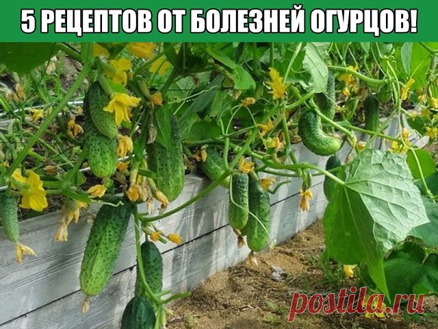5 РЕЦЕПТОВ ОТ БОЛЕЗНЕЙ ОГУРЦОВ! 

1. После появления всходов в фазе развития 3 – 4 листочков, огурцы нужно обработать следующим составом: В ведро воды добавить 30 капель йода, 20г хозяйственного мыла и 1 л молока. Опрыскивание таким составом можно проводить через каждые 10 дней.

2. С вечера замочить булку хлеба в ведре воды, утром размять хлеб, добавить маленький пузырек йода, развести 1л жидкости в ведре воды и побрызгать огурцы. Оставшуюся жидкость можно хранить в прохл...