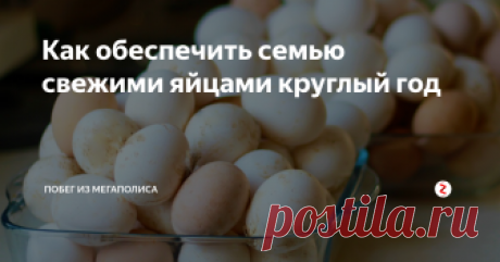 Как обеспечить семью свежими яйцами круглый год Я набила немало шишек пока научилась правильно ухаживать за своими курочками.