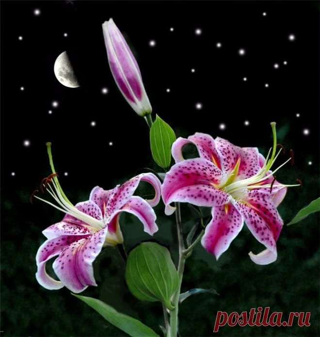 Красота цветов на фоне ночного неба и луны от Кейт Логран