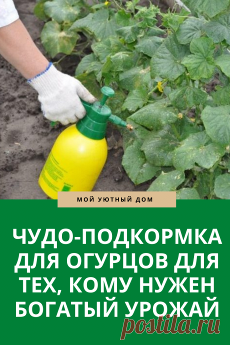 Подкормка для огурцов
