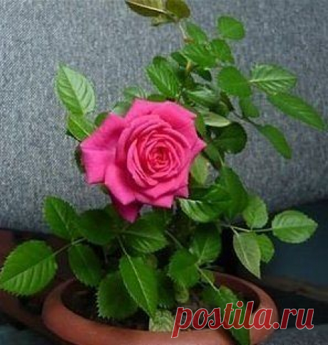 комнатная роза