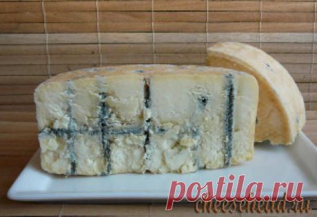 Голубой сыр из молока и ржаного хлеба - cheesehead.ru | cheesehead.ru