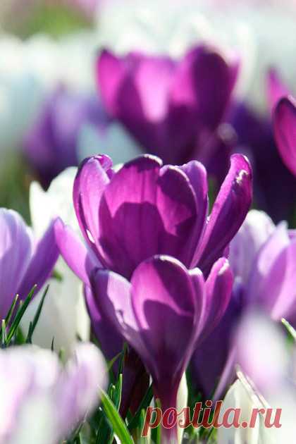 Сквозь снег благоухание весны!
#подборка #цветы #АленаСветлова