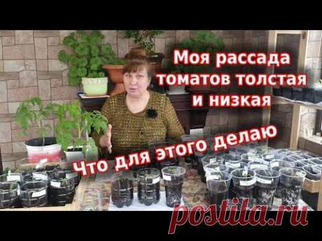 Сезон 2022: рассада томатов крепкая и здоровая. Сажаю помидоры только так.