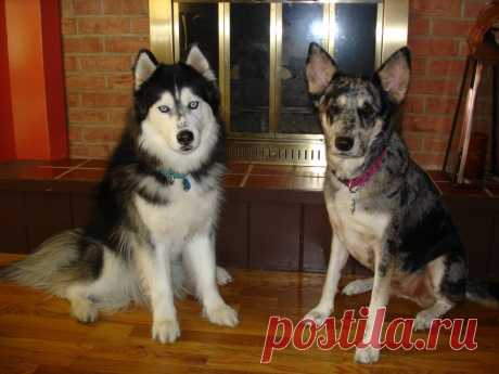 Метис хаски и немецкой овчарки - 62 фото - картинки: смотреть онлайн