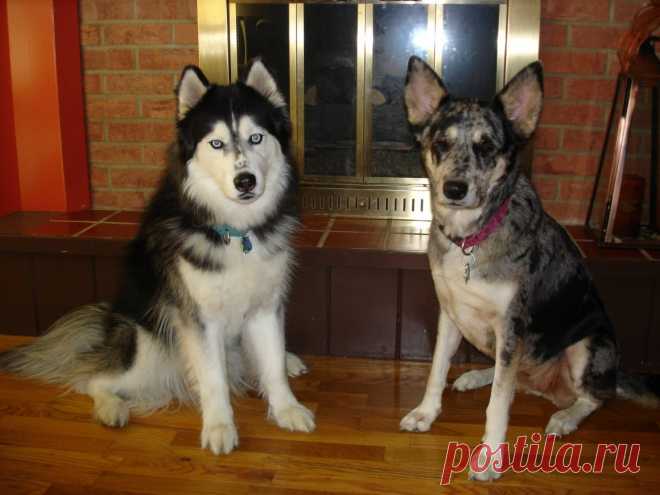 Метис хаски и немецкой овчарки - 62 фото - картинки: смотреть онлайн