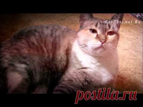 Что делать если кошку рвет? Советы ветеринара