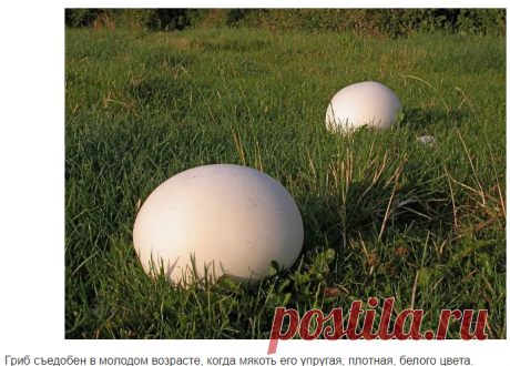 Головач гигантский (лат. Calvatia gigantea) Лангерманнию гигантскую трудно спутать с другими грибами, а если точнее, то невозможно. Ее шаровидное плодовое тело напоминает огромный белый мяч, диаметр которого может достигать 50 сантиметров. …