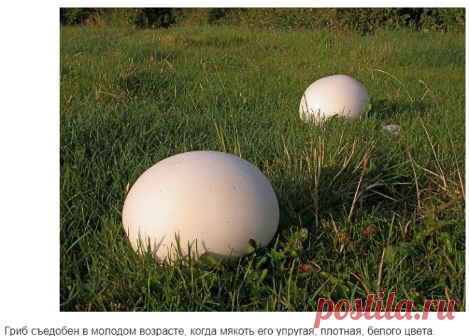 Головач гигантский (лат. Calvatia gigantea) Лангерманнию гигантскую трудно спутать с другими грибами, а если точнее, то невозможно. Ее шаровидное плодовое тело напоминает огромный белый мяч, диаметр которого может достигать 50 сантиметров. …