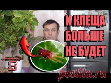 ПАУТИННЫЙ КЛЕЩ ВРЕДИТЕЛЬ КОМНАТНЫХ РАСТЕНИЙ И САДА. КАК ИЗБАВИТЬСЯ ОТ ПАУТИННОГО КЛЕЩА. ЦИТРУСОВЫЕ