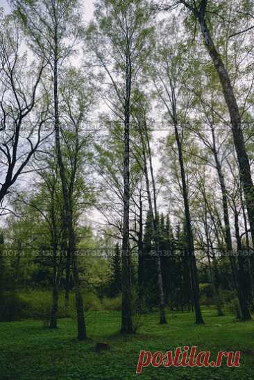 Зелёная трава и высокие деревья в парке, весенний пасмурный день. (2013 год) Стоковое фото, фотограф Ilaronsia / Фотобанк Лори