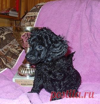 Щенок 29.12.13 г.р.