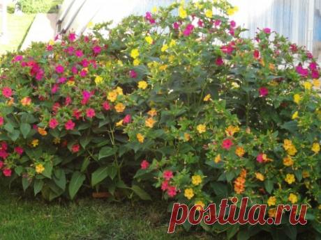 Мирабилис Мирабилис - одно из самых удивительных, обильно цветущих растений в нашем саду.
На вид это невзрачный травянистый кустик, с голенастыми ветками и коленчатыми суставами в местах крепления боковых побегов. Сердцевидные листья мирабилиса небольшие, размером с пятак. Ничего особенного, на первый взгляд.