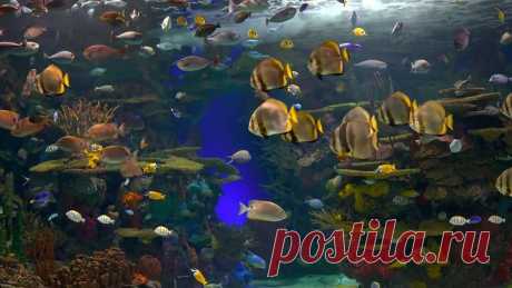 аквариум в 4K HDR 🐠 Ⓜ️matros228
