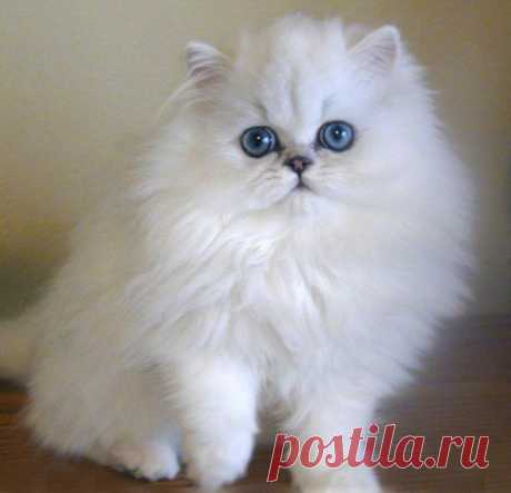 If my fiancé wasn't allergic to cats, this is the kind of cat I would like to have! Persian cat! So adorable!
