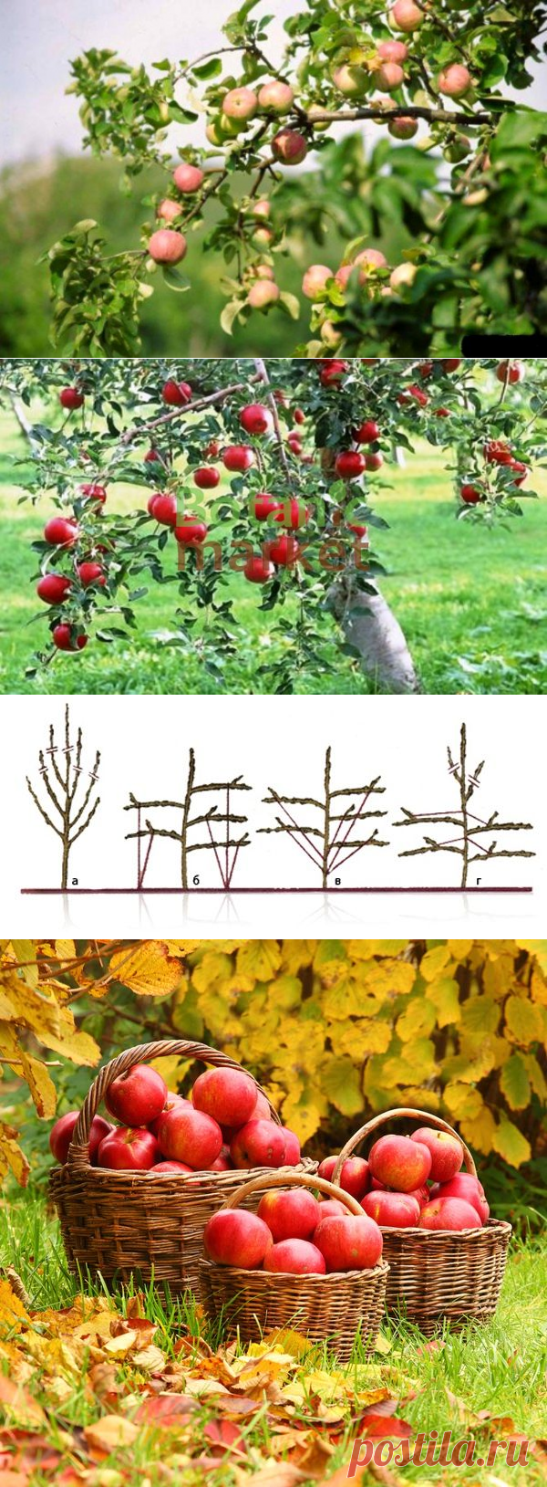 Чтобы яблони были урожайными — 6 соток