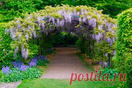 Все особенности выращивания глицинии